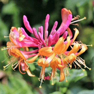 Жимолость ГЕКРОТА в Кобрине