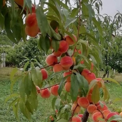 Персик ВУЛКАН в Кобрине
