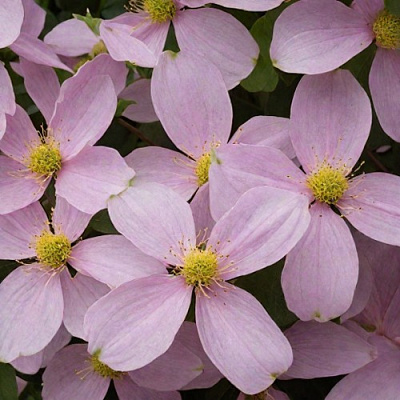 Клематис ГОРНЫЙ в Кобрине