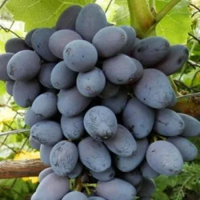 Черный виноград в Кобрине