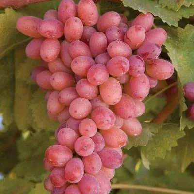 Розовый виноград в Кобрине