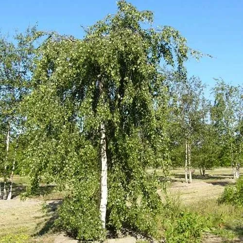 Береза ПОВИСЛАЯ в Кобрине