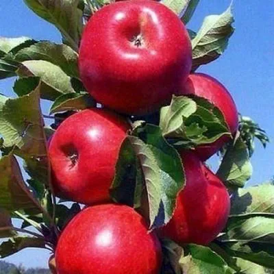 Колонновидные яблони в Кобрине