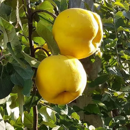 Айва МАРИЯ в Кобрине