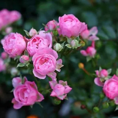 Роза полиантовая в Кобрине