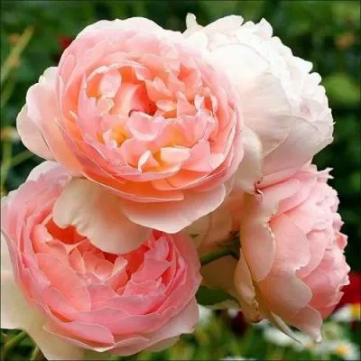 Английская роза в Кобрине
