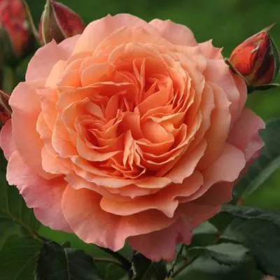 Роза шраб в Кобрине